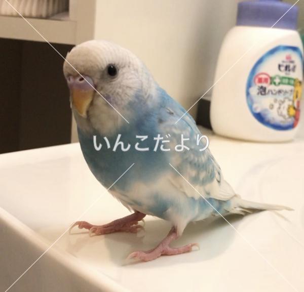 迷い鳥の写真