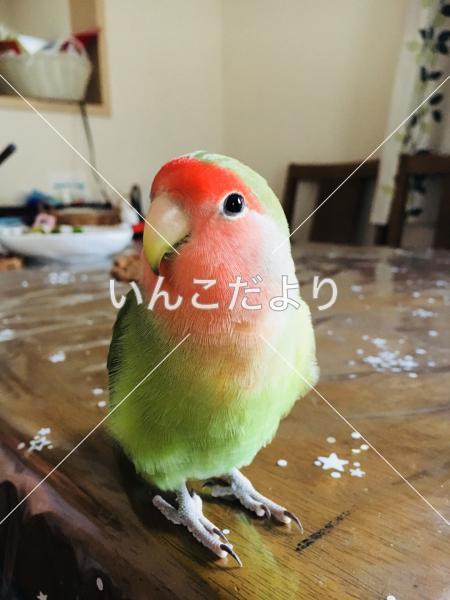 迷い鳥の写真