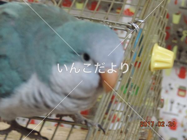 迷い鳥の写真
