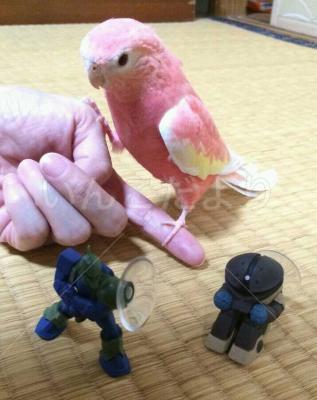 迷い鳥の写真