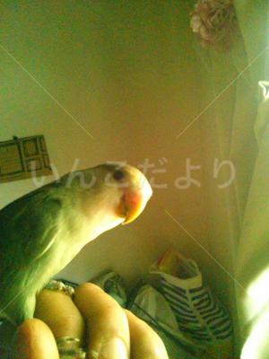 迷い鳥の写真