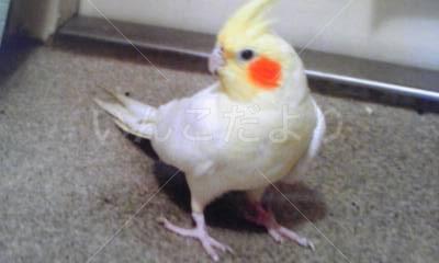 迷い鳥の写真