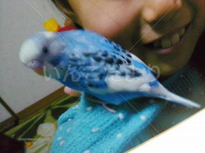 迷い鳥の写真