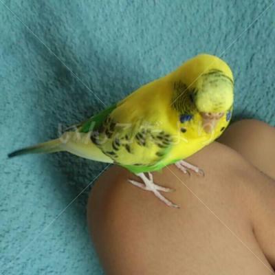 迷い鳥の写真