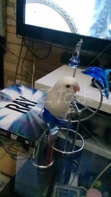 迷い鳥の写真