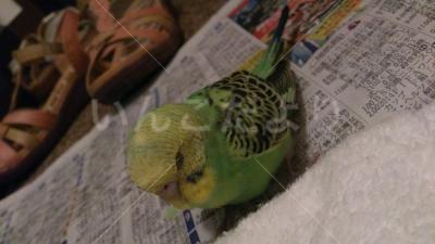 保護鳥の写真