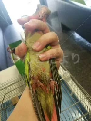 保護鳥の写真
