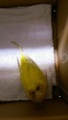保護鳥の写真