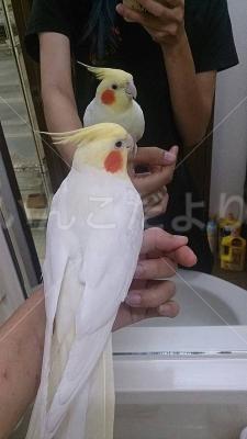 迷い鳥の写真