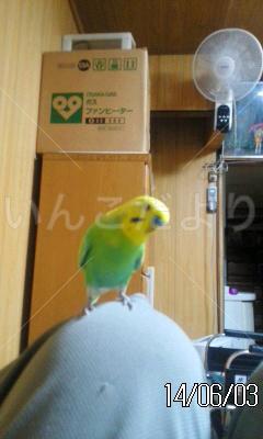 迷い鳥の写真