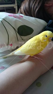 迷い鳥の写真