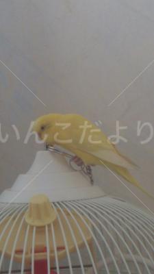 迷い鳥の写真
