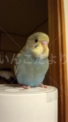 迷い鳥の写真