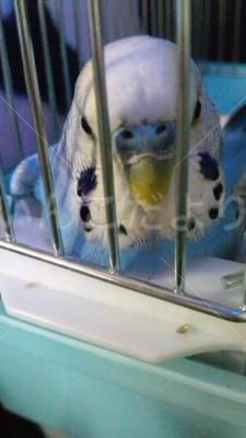 保護鳥の写真