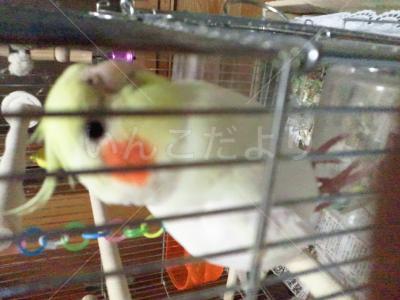 迷い鳥の写真