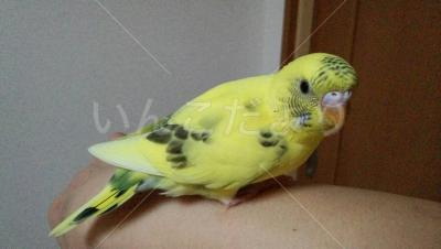 迷い鳥の写真