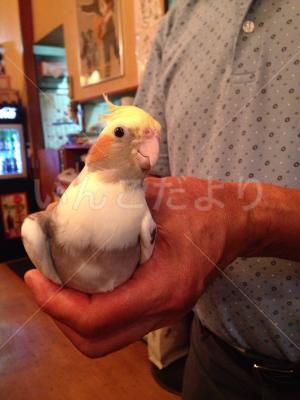 保護鳥の写真