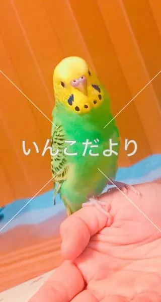 迷い鳥の写真
