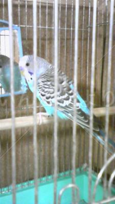 保護鳥の写真
