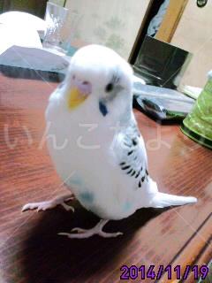 迷い鳥の写真