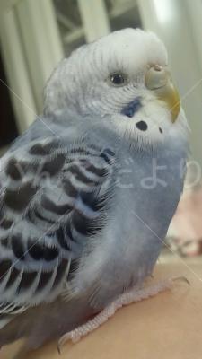 迷い鳥の写真
