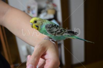 保護鳥の写真