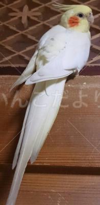 迷い鳥の写真
