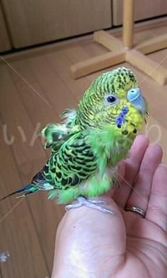 保護鳥の写真