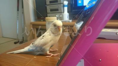 迷い鳥の写真