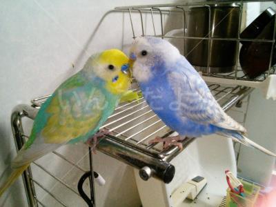 迷い鳥の写真