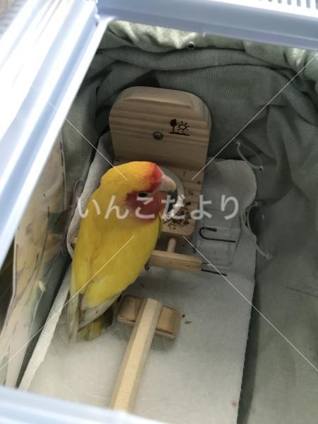 保護鳥の写真