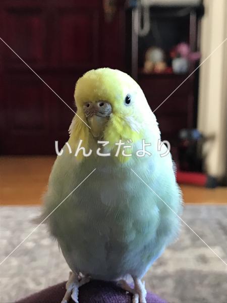 迷い鳥の写真