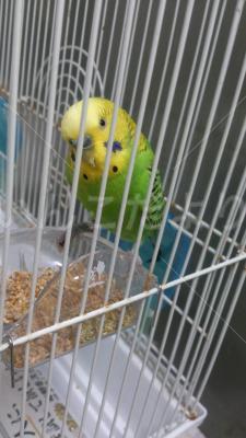 保護鳥の写真