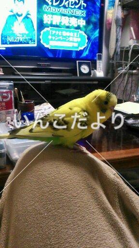 迷い鳥の写真