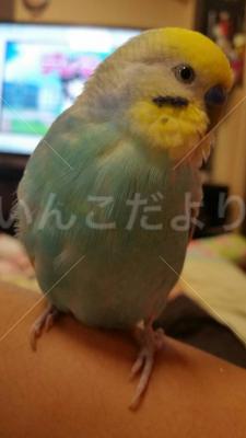 迷い鳥の写真