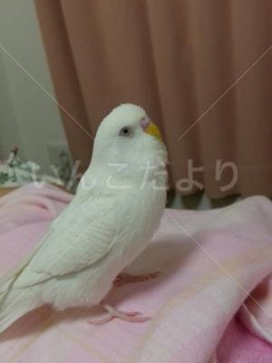 迷い鳥の写真