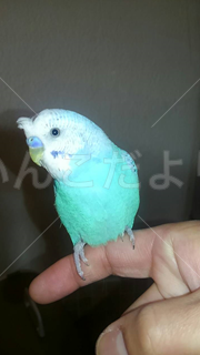 保護鳥の写真