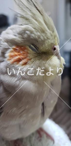 迷い鳥の写真