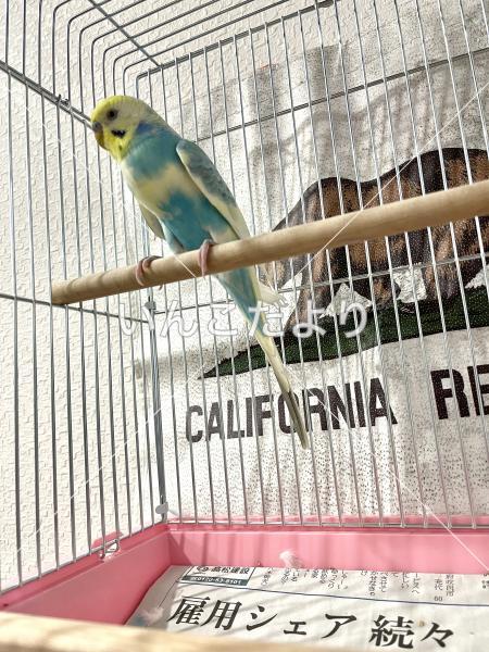 保護鳥の写真