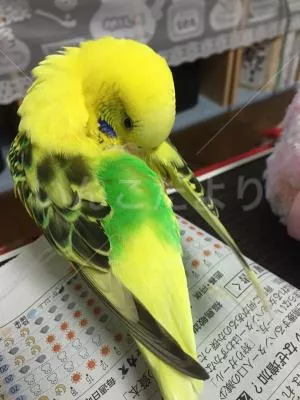保護鳥の写真