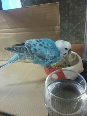 保護鳥の写真