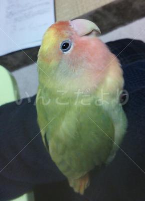 迷い鳥の写真