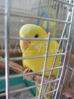 迷い鳥の写真