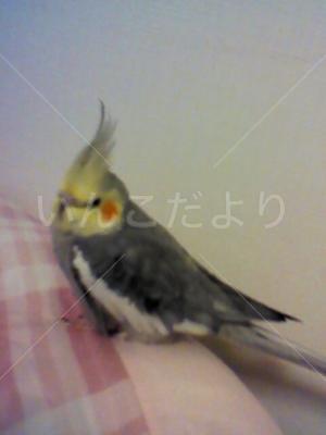 迷い鳥の写真