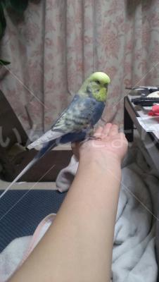 迷い鳥の写真