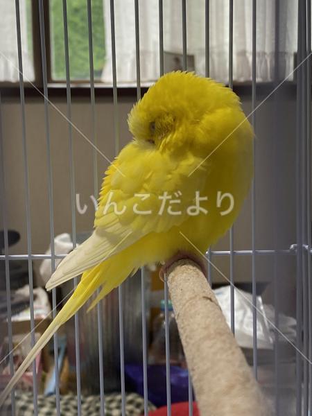 迷い鳥の写真
