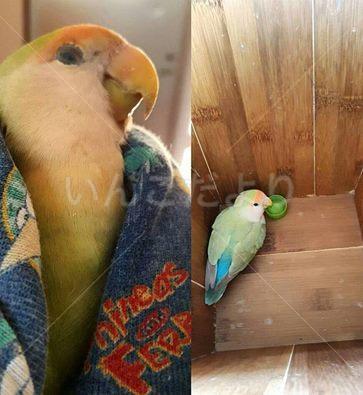 保護鳥の写真
