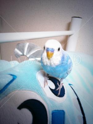 迷い鳥の写真
