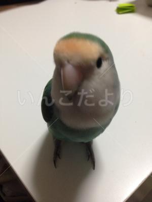 迷い鳥の写真