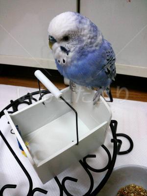 保護鳥の写真